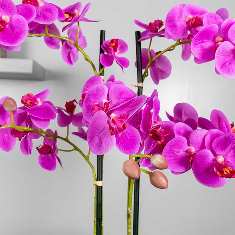 Orchidee 5 Tak Roze Prachtig Mooie Kunst Orchidee 5 Tak