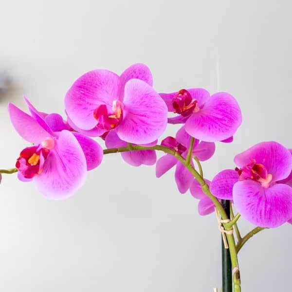 Orchidee 2 Tak Roze Roselin