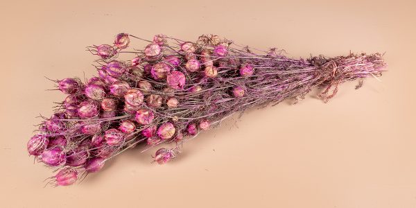 Nigella roze 1